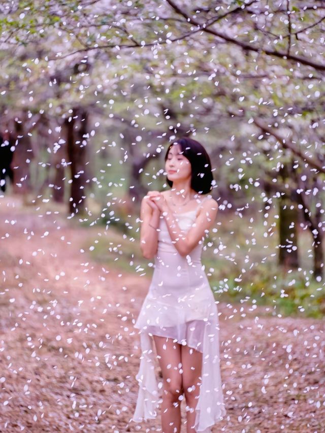 貴州的櫻花，如詩如畫