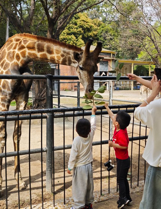 廣州動物園20元的快樂