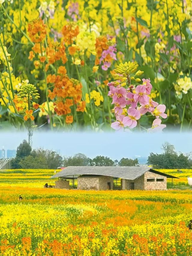 成都贏麻了！想賞油菜花？去這5個地方就夠了！