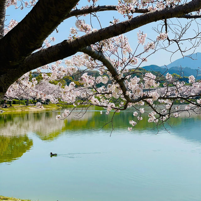 🇯🇵福岡小眾賞櫻地🌸 邂逅漫畫裡的粉色浪漫