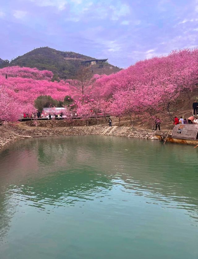 溫州櫻花園藏著的櫻花仙境等你發現