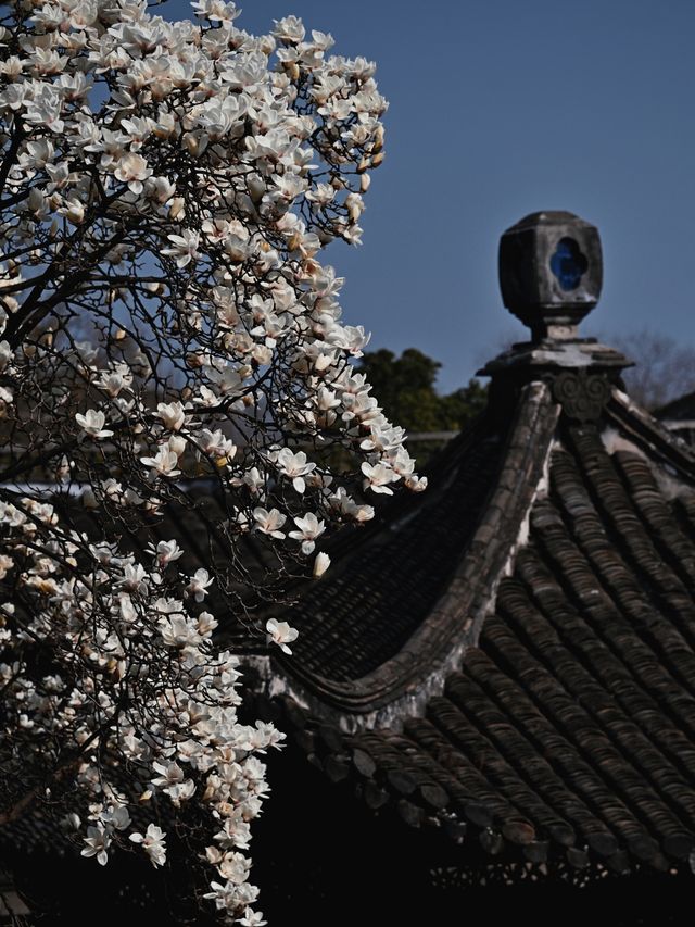 江南春日限定何園白玉蘭美到失語