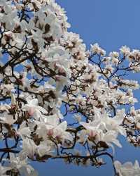 闖入現實版莫奈花園！花溪公園攻略
