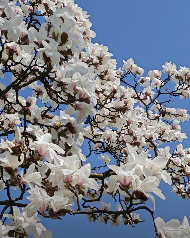 闖入現實版莫奈花園！花溪公園攻略