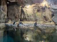 上海動物園，春遊好去處