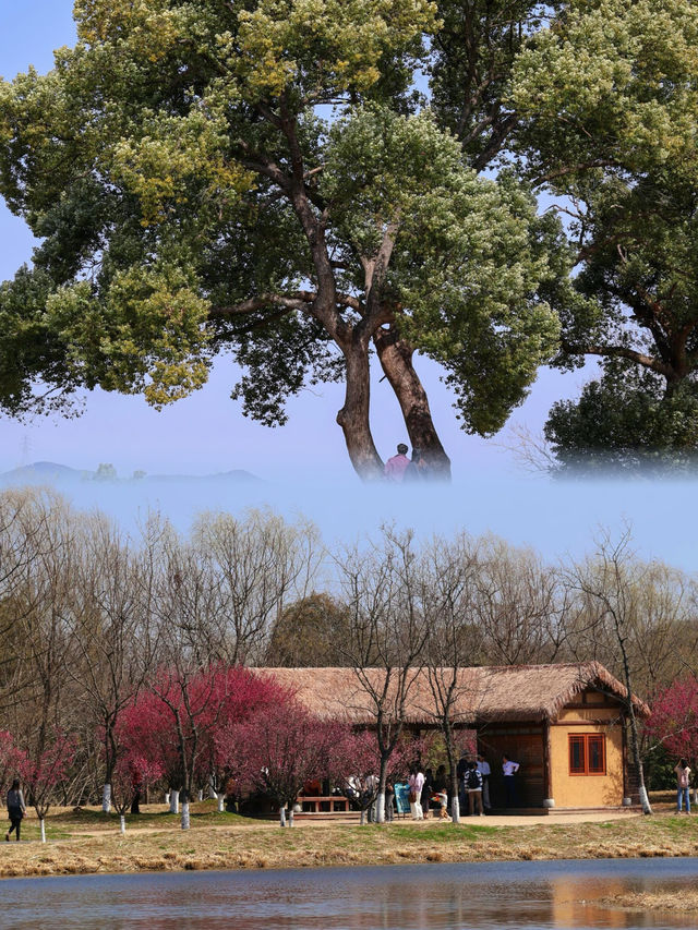 杭州週末好去處｜良渚文化遺址公園限時免費攻略