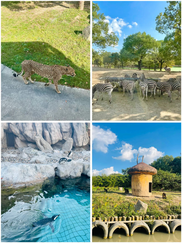 上海野生動物園的小動物們都太會整活啦