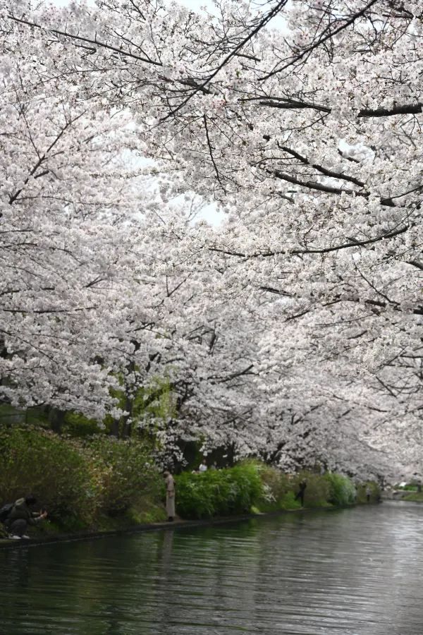 2024 Japan Cherry Blossom Season Summary (Recommendations and Avoidances)
