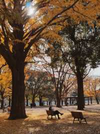 代々木公園での秋の完璧な日々を楽しむ