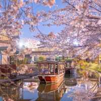 京都🌸3條此生必走的City Walk賞櫻路線