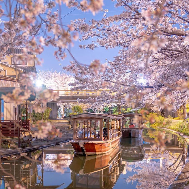 京都🌸3條此生必走的City Walk賞櫻路線