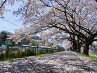 櫻映西公園，春風詩意濃