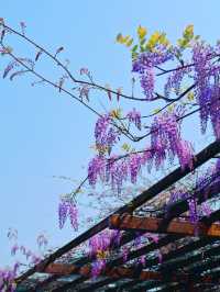 湖南省植物園賞花全攻略，植物園的櫻花開了