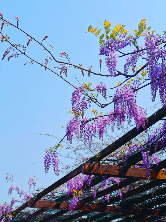 湖南省植物園賞花全攻略，植物園的櫻花開了