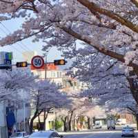 釜山櫻花季來襲🌸 超詳細賞櫻地圖