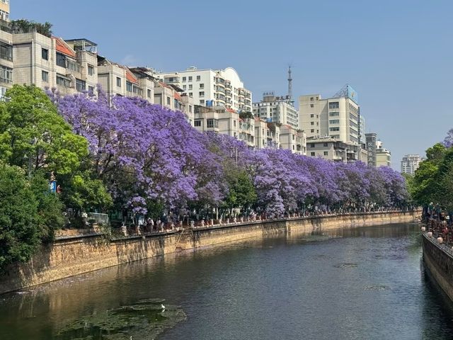 昆明教場中路藍花楹