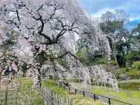 🌸京都六角堂 | 隱匿在古寺的櫻花之約