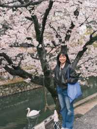 札幌中島公園櫻花暴擊！北海道隱藏賞櫻聖地全攻略