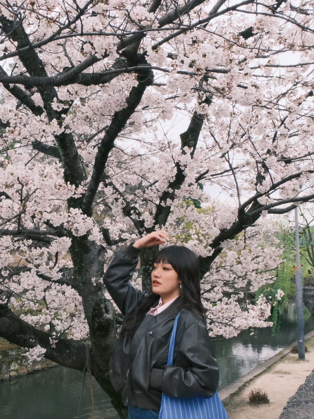 琉球大學賞櫻攻略：校園裡的粉色夢境✨