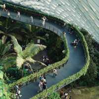 🇸🇬 | 🌲🌿新加坡雲霧森林｜闖入現實版「阿凡達」仙境！