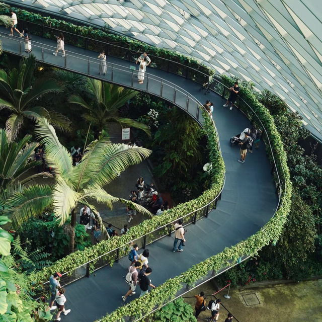 🇸🇬 | 🌲🌿新加坡雲霧森林｜闖入現實版「阿凡達」仙境！