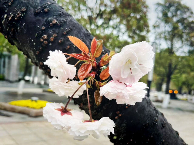 東京寺廟賞樱攻略：邂逅春日禪意