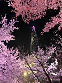 🌸首爾石村湖，夜櫻絕美之境