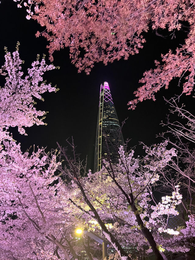 🌸首爾石村湖，夜櫻絕美之境