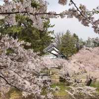 🌸仙台弘前公園｜追櫻成功！邂逅震撼全網的超絕櫻花雨！