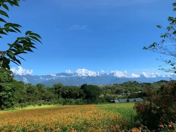 赤科山金針花季：花海美景與人文景點的完美結合 🌼