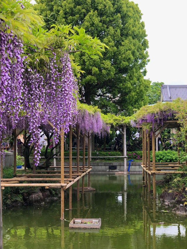 東京小众神社 | 龜戶天神社探秘