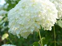 東京府中の繡球花夢境🌸