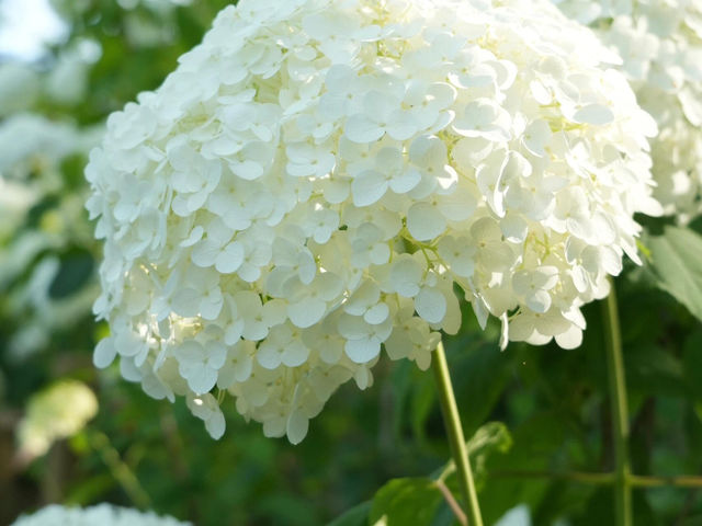 東京府中の繡球花夢境🌸