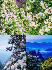 三清山6月杜鵑尾期攻略！抓住花海最後驚艷