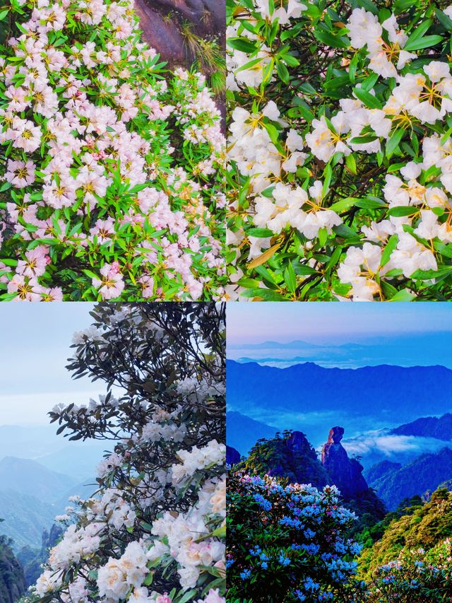 三清山6月杜鵑尾期攻略！抓住花海最後驚艷