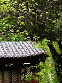 端午餘韻-粽香裡的時光絮語