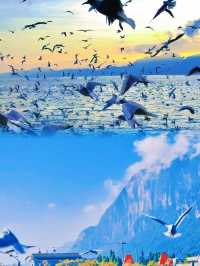 春城慢活，邂逅浪漫花海與滇池日落