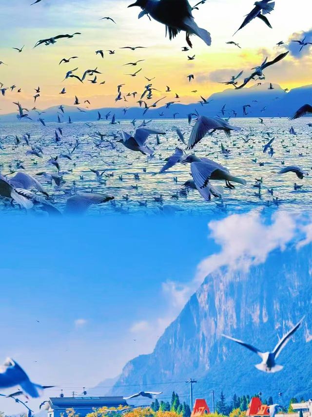 春城慢活，邂逅浪漫花海與滇池日落