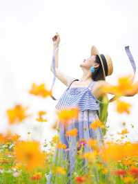 5.29實拍，成都，我影到滿屏格桑花！