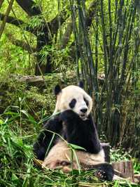 Guangzhou’s Wildlife Kingdom: Roam Free at Chimelong Safari Park