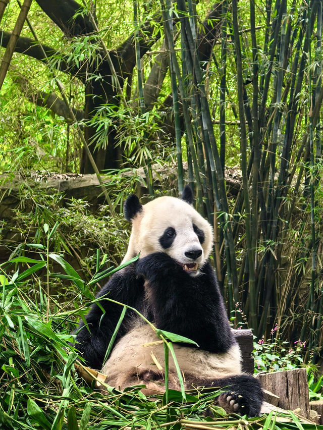 Guangzhou’s Wildlife Kingdom: Roam Free at Chimelong Safari Park