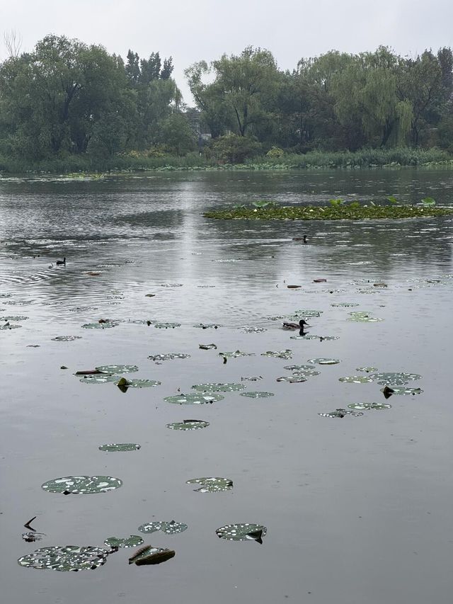 雨中漫步圓明園