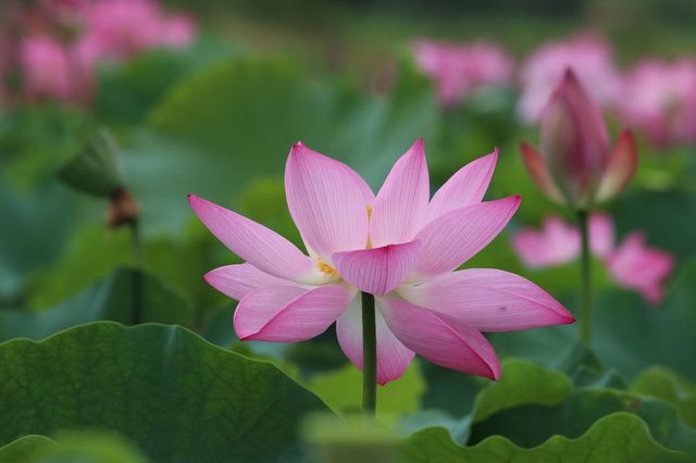 #普者黑旅行攻略 #雲南普者黑荷花 要睇最靚荷花千祈唔好等到七月中旬！本地人，全係本人自己影嘅，最靚荷