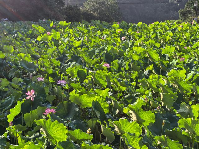 夏日限定！荷花池打卡靚到爆燈