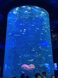 青島海底世界｜本地人私藏玩法！隨手拍都係深海大片