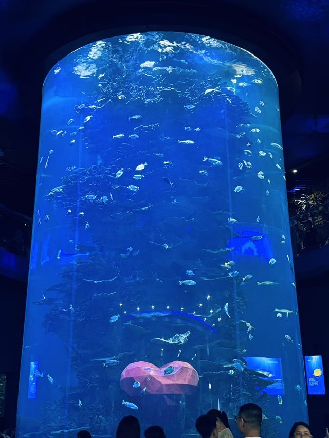 青島海底世界｜本地人私藏玩法！隨手拍都係深海大片