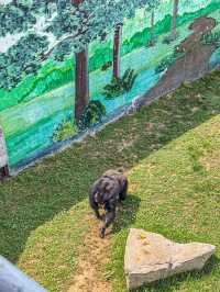 威海西霞口野生動物園真係正到爆！