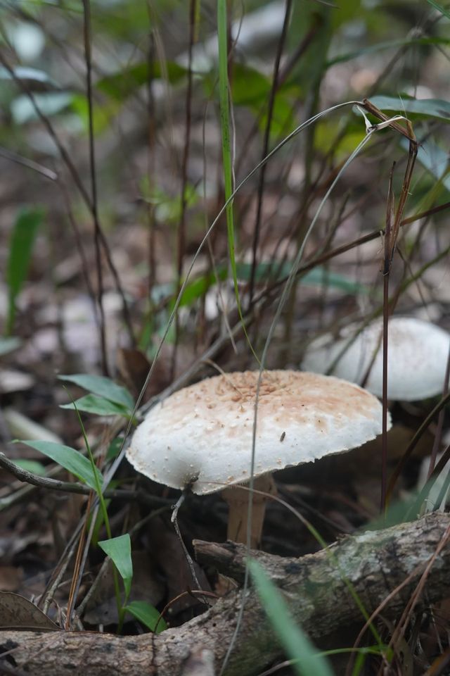 西雙版納拾菌指南
