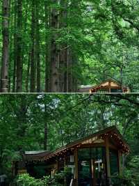 森林秘景 真心建議去嘅地方