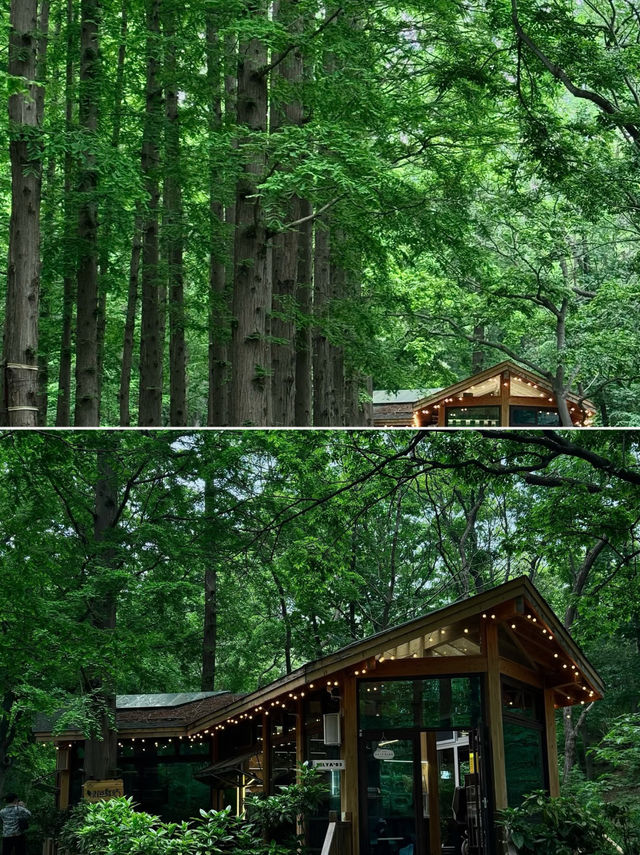 森林秘景 真心建議去嘅地方